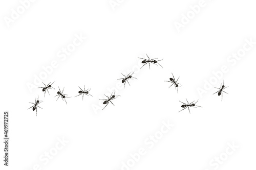 Black ants paving the way to their goal. A colony of worker ants.
