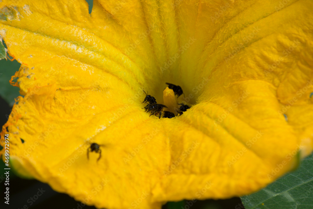 Male pumpkin flower (Cucurbita) in organic cultivation having its pollen taken by the Tiúba bee (Melipona fasciculata) in the city of Rio de Janeiro, Brazil. Male pumpkin flower (Cucurbita) in organic cultivation having its pollen taken by the Tiúba bee (Melipona fasciculata) in the city of Rio de Janeiro, Brazil.