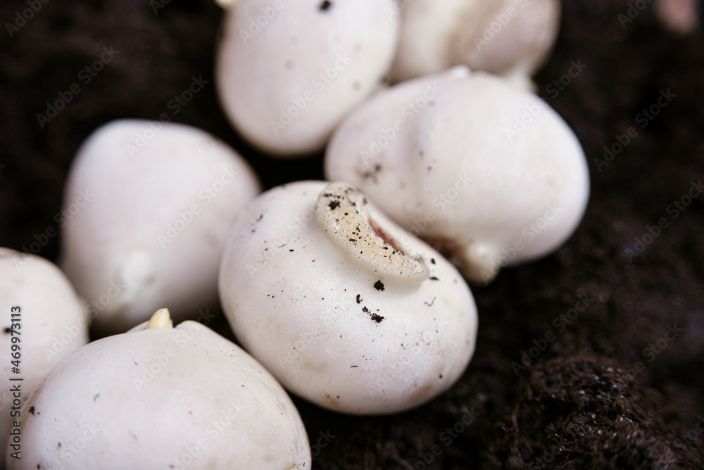 Peeled Dutch tulip bulb before planting in black soil.Reproduction and cultivation of flowers for sale on March 8th. Peeled Dutch tulip bulb before planting in black soil.Reproduction and cultivation of flowers for sale on March 8th.