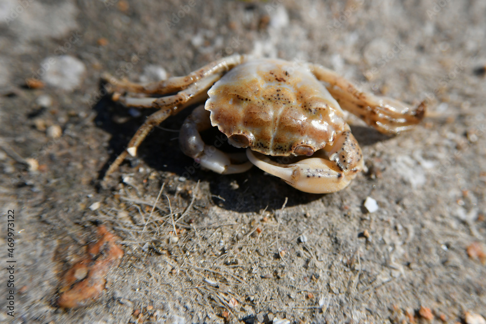 A small crab on a stone is basking in the summer sun.
