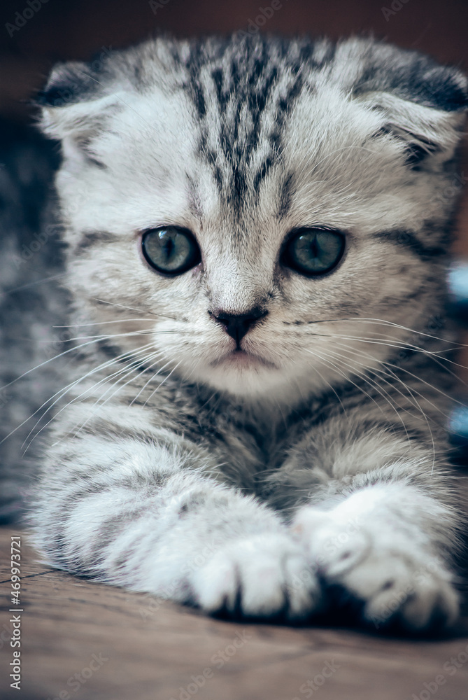 portrait of a small kitten close-up