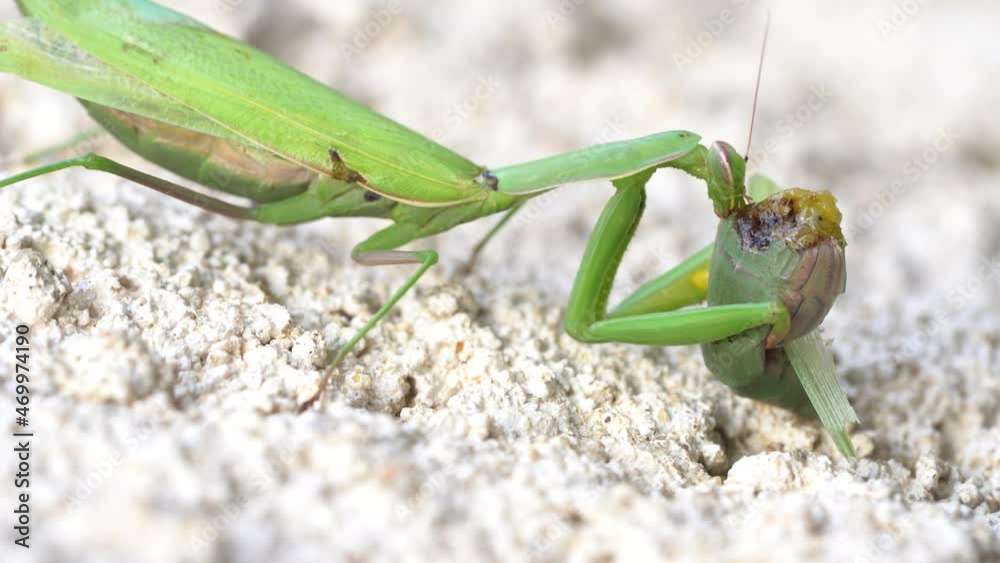 Close Up Of Femal Praying Mantis Eating A Male From The Same Species Close Up Of Femal Praying Mantis Eating A Male From The Same Species