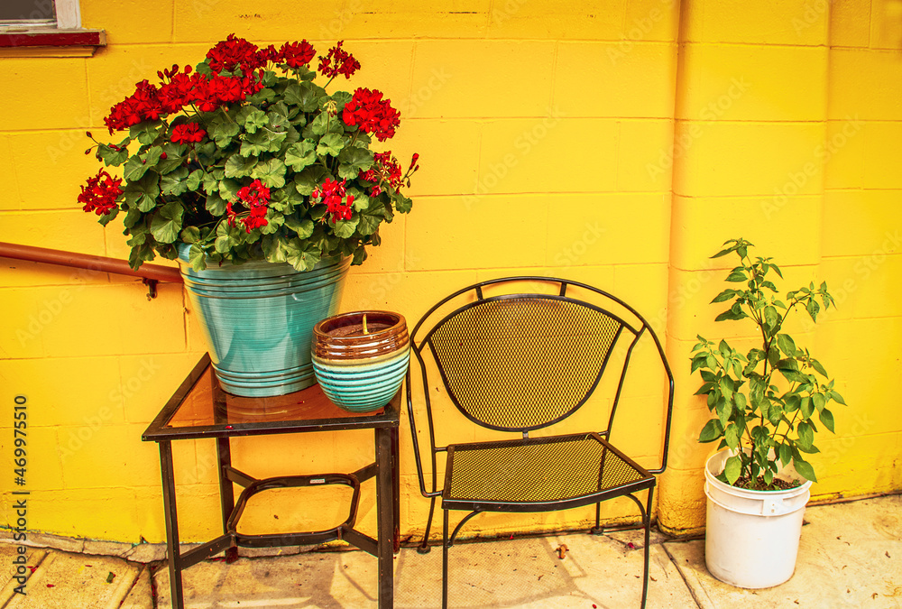 Bright red geranium and other plants and outside metal furniture sitting on patio in front of concrete block wall painted bright yellow.