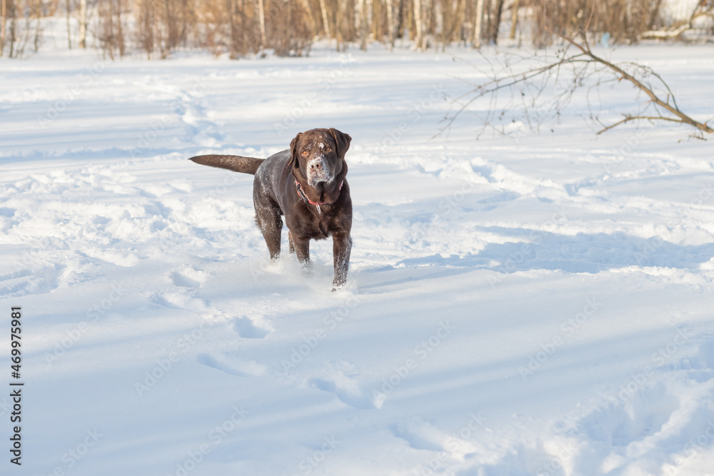 Chocolate lab lying in the snow.Portrait of cute funny brown labrador dog playing happily outdoors in white fresh snow on frosty winter day.purebred retriever dog in winter outdoor having fun Chocolate lab lying in the snow.Portrait of cute funny brown labrador dog playing happily outdoors in white fresh snow on frosty winter day.purebred retriever dog in winter outdoor having fun