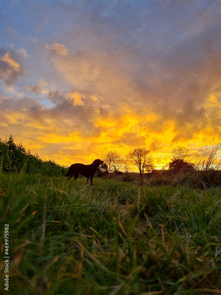 sunset in the field