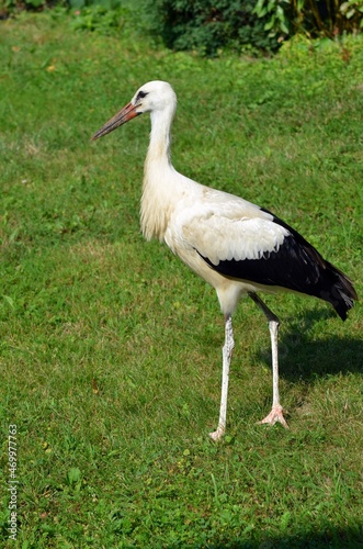white crowned crane