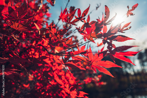 Japanese Maple