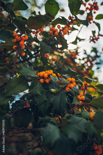 Christmas Holly