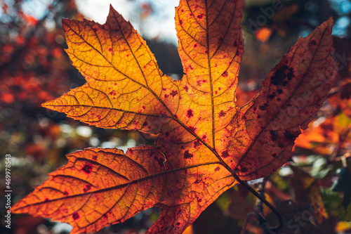 Oakleaf Hydrangea in Autumn