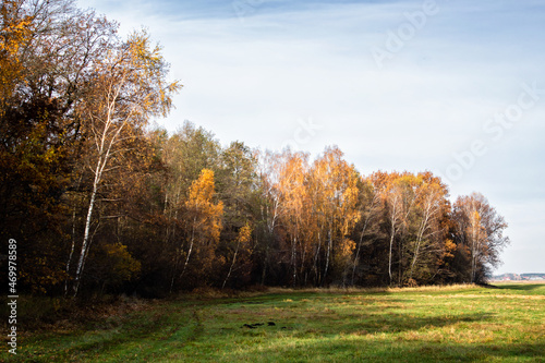 Fototapeta Naklejka Na Ścianę i Meble -  Złota polska jesień na Podlasiu, Polska
