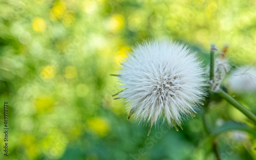 white fluffy dandelion closeup in the meadows