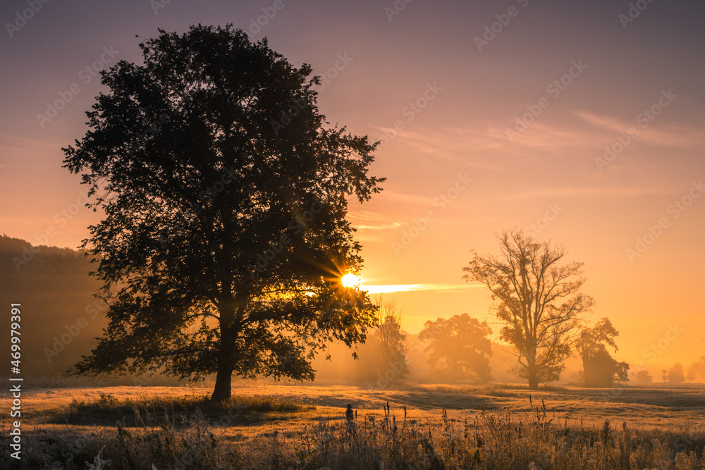 Fototapeta premium Lonely oak tree in the field during sunrise