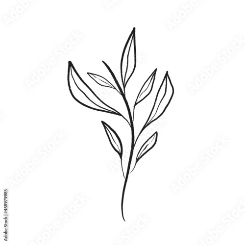Line art of branch with leaves. Hand drawn floral emblem, decoration, print design. Outline vector illustration.