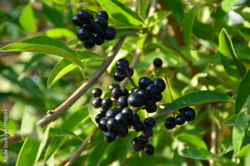 The bush branches with black inedible buckthorn fruits.