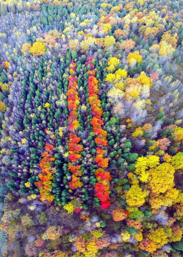 Autumn forest in the Carpathians, copter.