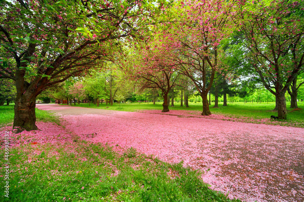 Naklejka premium Sakura flowers are falling.