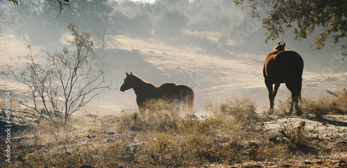 Quarter horses through haze of Texas landscape during fog filled morning in ranch pasture, serenity in countryside.