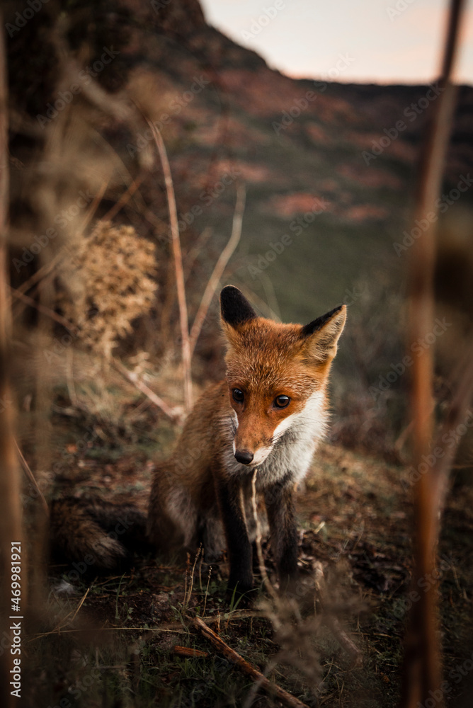 red fox in the wild red fox in the wild