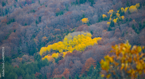Beautiful landscape , colors of autumn forest