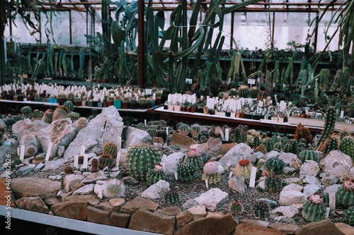 Cactus greenhouse. Cactus and succulent farm. Botanical  glass orangery.