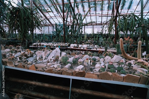 Cactus greenhouse. Cactus and succulent farm. Botanical  glass orangery.