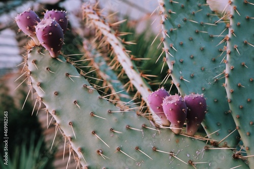 Close up prickly pear cactus. Cactus wallpaper. Pink prickly pear plant.