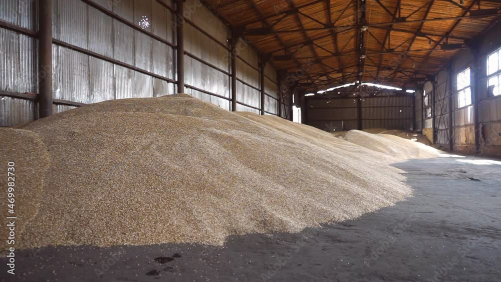 Industrial storage of grain crops. Large amount of wheat grain in storage Industrial storage of grain crops. Large amount of wheat grain in storage