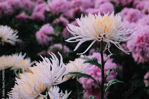Close up pink chrysanthemums in the garden. Pink flowers background. Chrysanthemum garden.