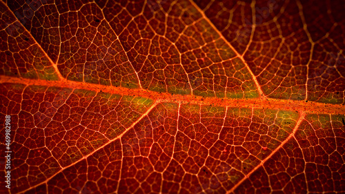 leaf red texture, macro photogrphy, concept background, moody color © szymon13856
