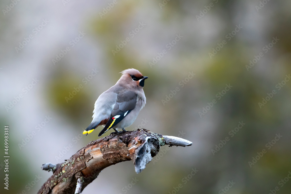 Fototapeta premium Colorful songbird Bohemian waxwing (Bombycilla garrulus) perched on an old branch on solid background during autumn in Finnish nature 
