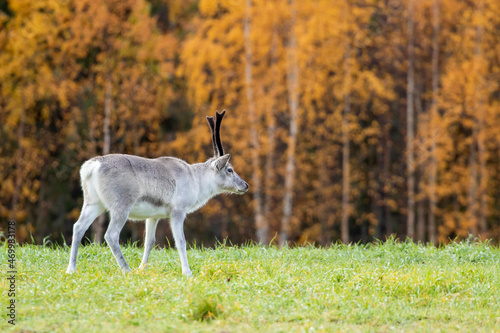 Young domestic reindeer walking on the meadow on autumn day during autumn foliage near Kuusamo  Finland  Northern Europe 