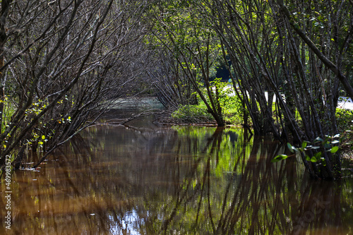 silky brown lake water under a tunnel made of lush green trees reflecting off the water at Duncan Park in Fairburn Georgia USA photo