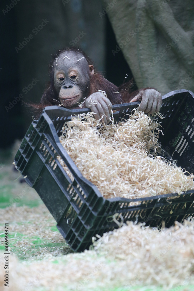 A young orangutan is playing with a box and hay. The monkey is holding a box.  foto de Stock | Adobe Stock