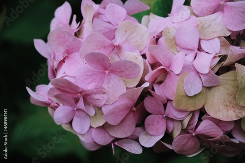 Close up pink blooming hydrangea. Beautiful hydrangea background. Hydrangea flowers.