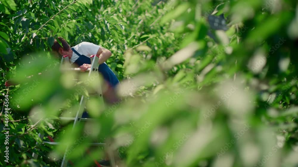 Farm man worker collecting berry fruits from trees on green sunny plantation Farm man worker collecting berry fruits from trees on green sunny plantation