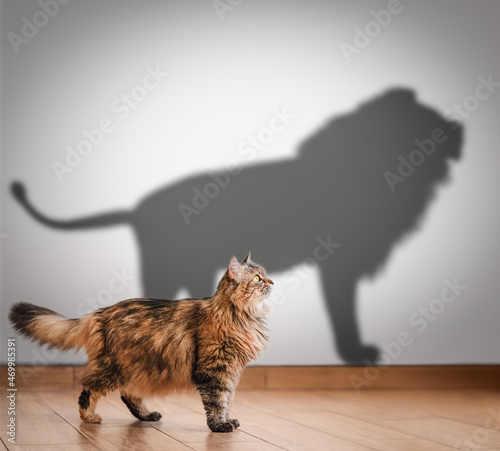 Concept of hidden potential, cat and lion shadow. photo