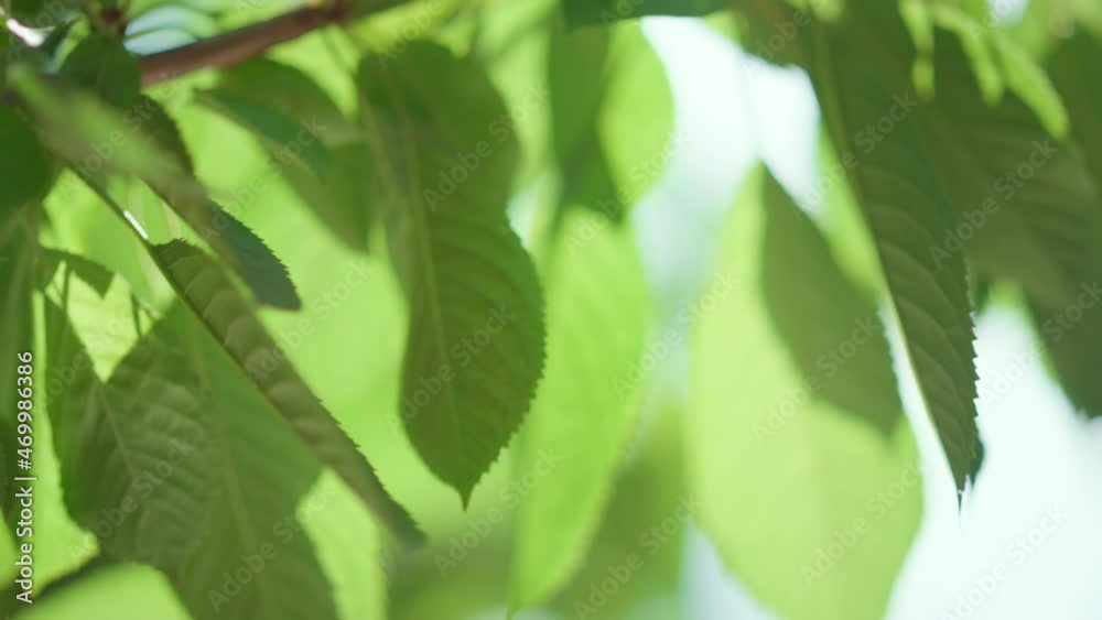 Summer leaf fruit tree branch in sun light closeup. Cherry plant in greenhouse Summer leaf fruit tree branch in sun light closeup. Cherry plant in greenhouse