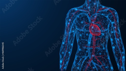 Cardiovascular system. The torso of a person with a heart and blood vessels. Low-poly design of interconnected lines and dots. Blue background.