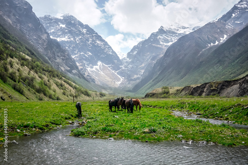 Horses graze on a green meadow in the Caucasus Mountains © Pavel