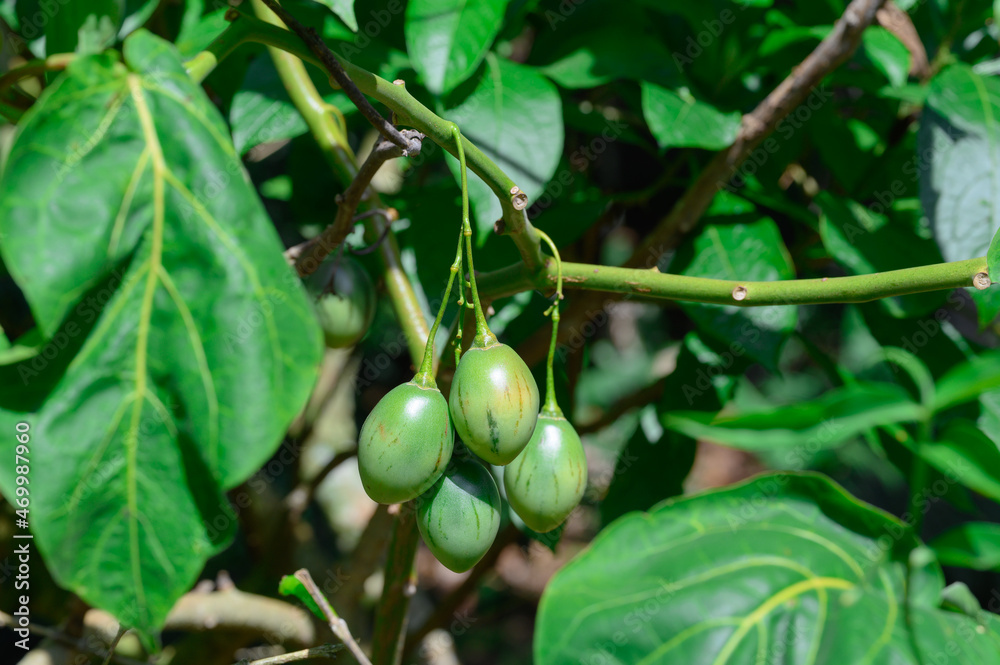 Tamarillo fruit on shrub. Tropical fruit in wild nature.