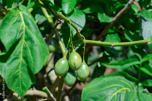 Wallpaper Mural Tamarillo fruit on shrub. Tropical fruit in wild nature. Torontodigital.ca