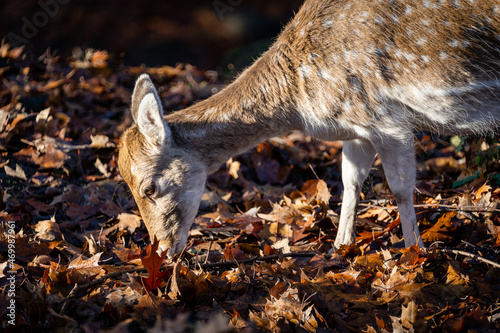 Female deer in a autumn forest, Germany
