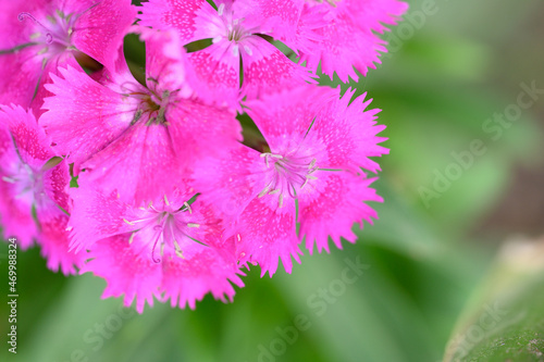 Close-up of pink flowers in nature. Macro with sost focus