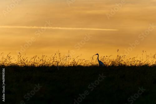 silhouette of a heron at sunset in the field with moody sky