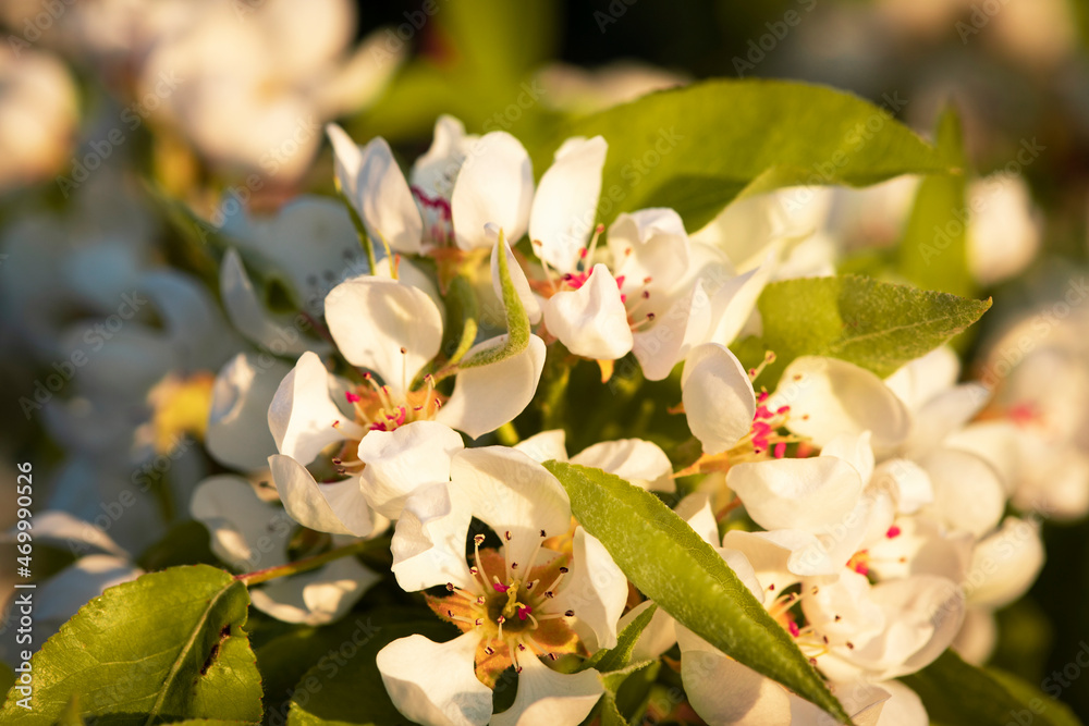 Obraz premium Nature. Blooming apple tree branch. Bright colorful spring flowers. Garden at sunset. Trees in flowers. Spring background