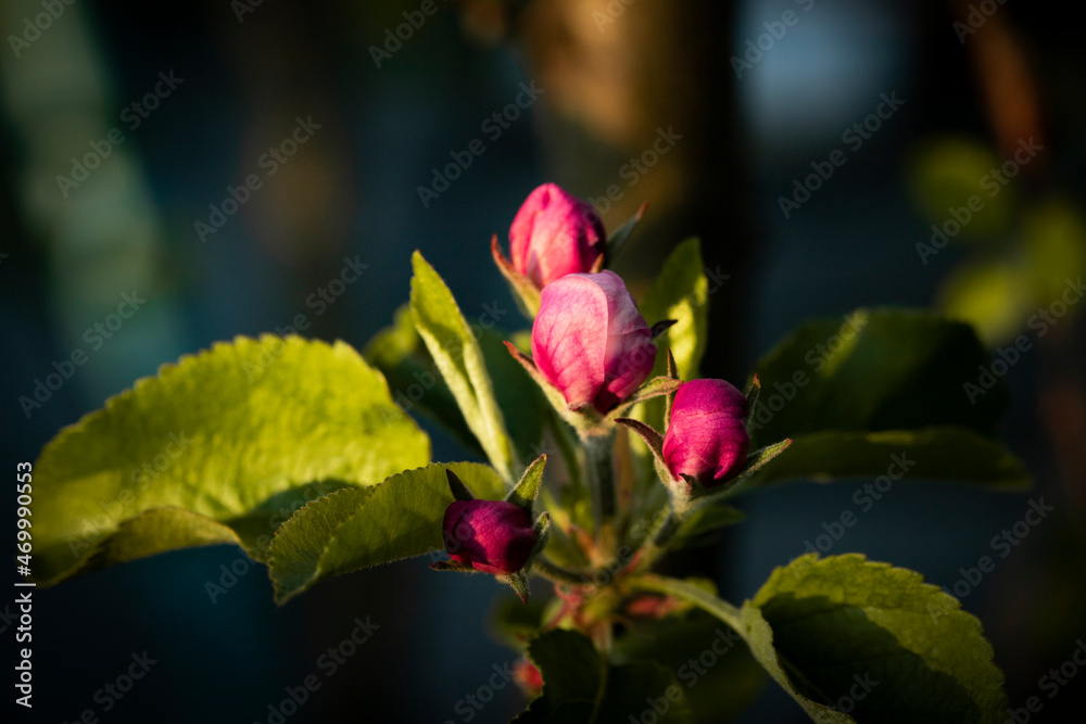 Nature. Blooming apple tree branch. Bright colorful spring flowers. Garden at sunset. Trees in flowers. Spring background