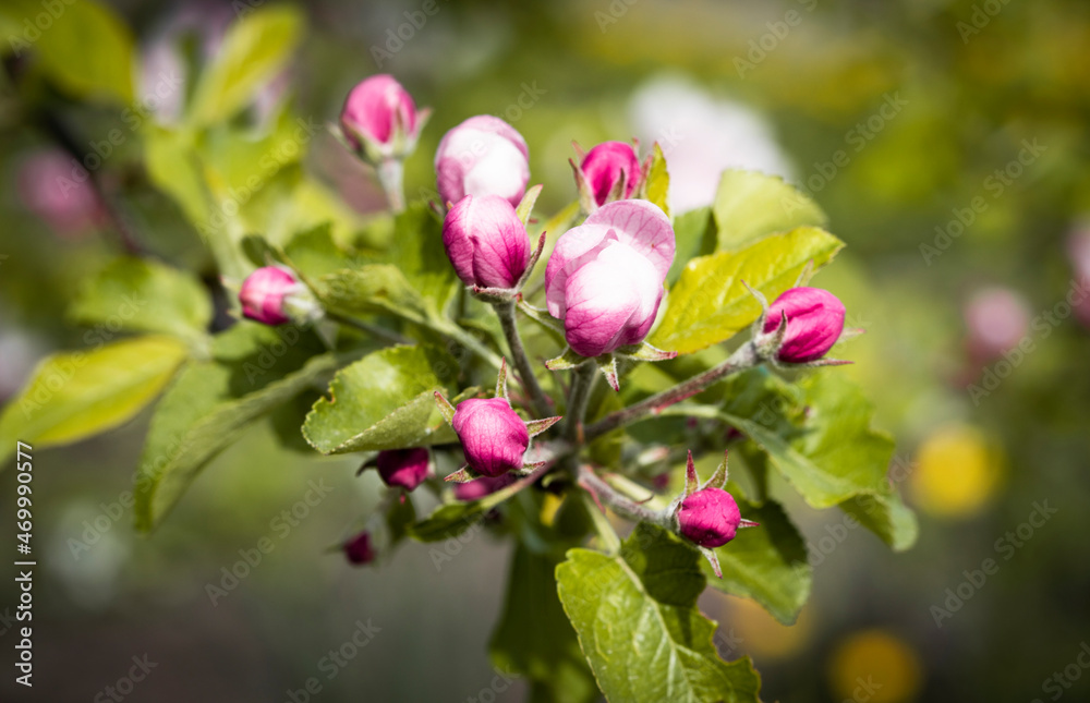 Nature. Blooming apple tree branch. Bright colorful spring flowers. Garden at sunset. Trees in flowers. Spring background Nature. Blooming apple tree branch. Bright colorful spring flowers. Garden at sunset. Trees in flowers. Spring background