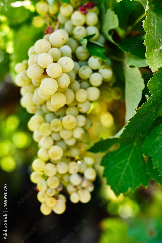 Vineyards in the fall harvest. Ripe grapes in autumn Vineyards in the fall harvest. Ripe grapes in autumn