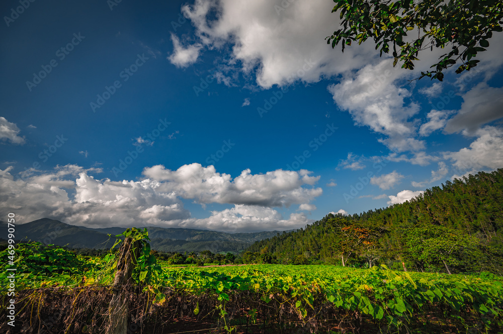 Obraz premium Chayote agriculture on hill fields. Farming chayote plants.