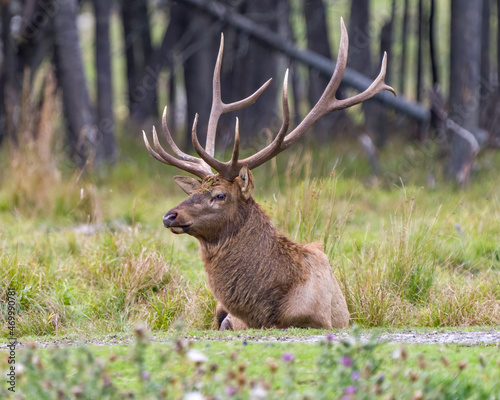 Elk Stock Photo and Image. Male close-up profile view resting in field with a blur forest background in its environment and habitat surrounding displaying large antlers.